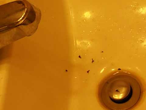 How to Get Rid of Drain Flies