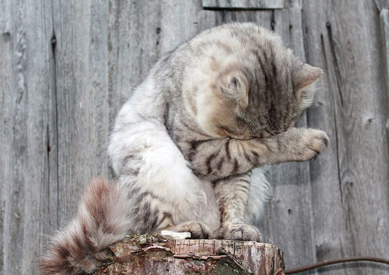 Why Does My House Smell Like Sewer When It Rains? Atlanta Ga Plumbers